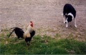 Click to Enlarge our collie 'practising!'