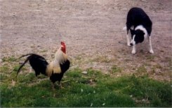 Bethan and the Cockerel
