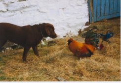 Dell and the Cockerel both ready for Lunch!
