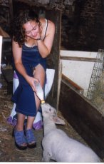 Click to Enlarge Feeding Lambs