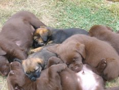 Dell and Ding's Puppies 2006
