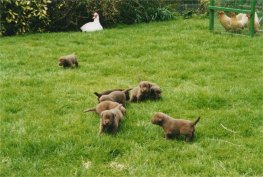 Dell's Puppies 2004