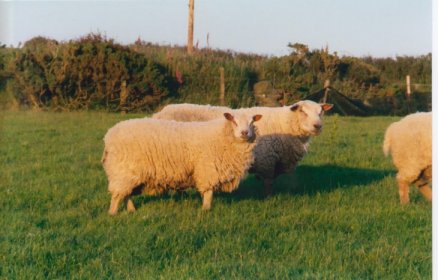 Charollais Rams